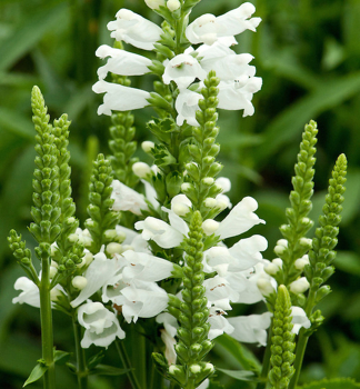 Gelenkblume ALBA Cont. 0,5 l