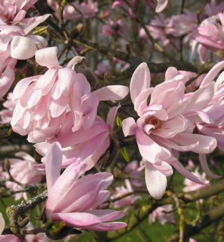 Magnolie 'ROSEA' 40-50 cm, Cont. 1,4 l