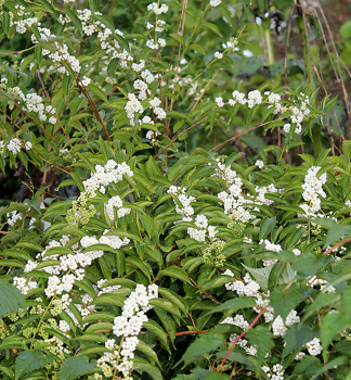 Japanische Schnfrucht LEUCOCARPA 70-80 cm, Cont. 2,5 l