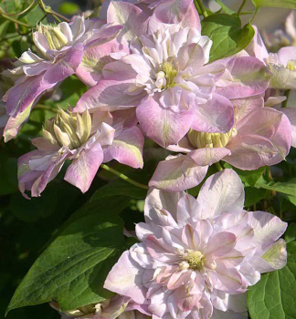 Clematis INNOCENT BLUSH 30-40 cm, Cont. 1,6 l, Pflanze mit Rankhilfen