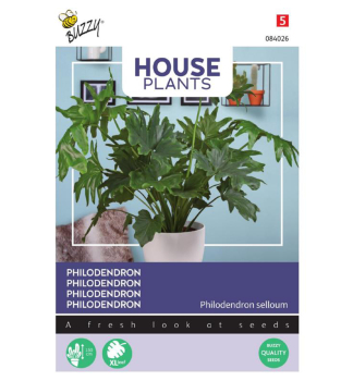 Samen - HOUSE PHILODENDRON