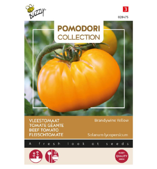 Samen - POMODORI TOMATE BRANDYWINE YELLOW