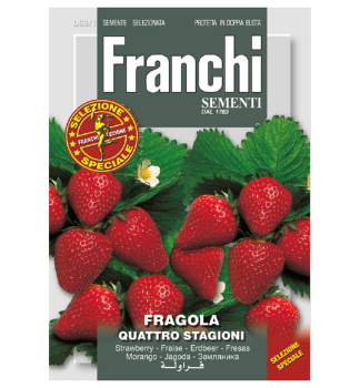 Samen - GROSSE FRUCHT-ERDBEERE QUATRO STAGIONI