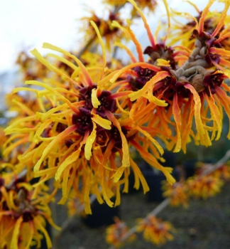 Zaubernuss 'ORANGE BEAUTY' 50-60 cm, Cont. 7,5 l