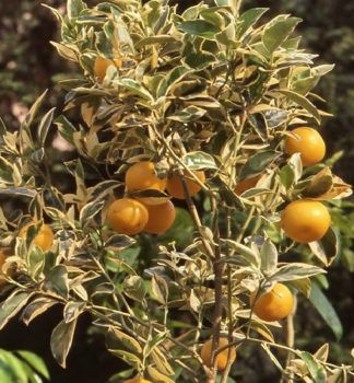 Orangebaum ARANCIO VARIEGATA 20-30 cm, Cont. 2 l