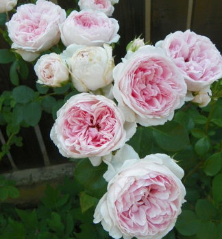 Groblumige Gartenrose CINDERELLA  ** Kordes 2003, Cont. 2 l