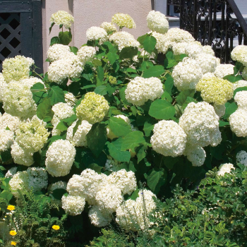 Ballhortensie 'BOUNTY' 20-30 cm, Cont. 2,5 l