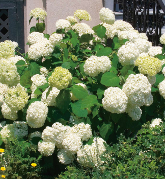 Ballhortensie 'BOUNTY' 20-30 cm, Cont. 2,5 l