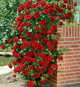 Kletterrose PAULS SCARLET CLIMBER Cont. 1,6 l