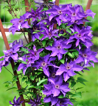 Clematis 'THE PRESIDENT' 40-50 cm, Cont. 2 l, Pflanze mit Rankhilfen