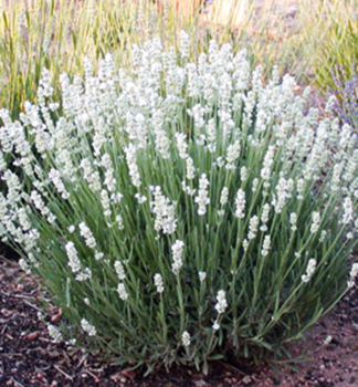 Lavendel 'ALBA', Cont. 0,5 l