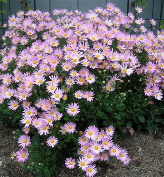 Herbst-Chrysanthemen CLARA CURTIS Cont. 0,5 l