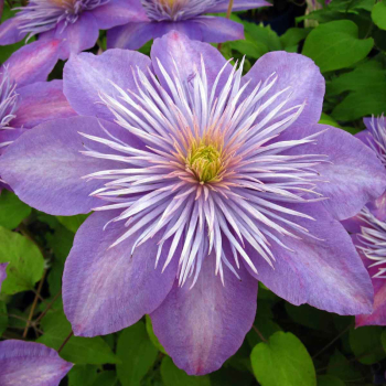 Groblumige Clematis CRYSTAL FOUNTAIN 40-50 cm, cont. 2 l