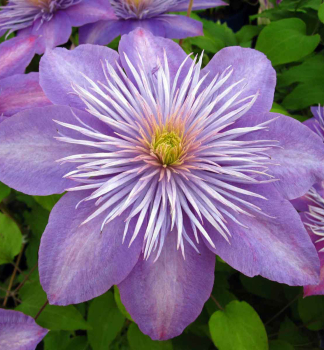 Groblumige Clematis CRYSTAL FOUNTAIN 40-50 cm, cont. 2 l