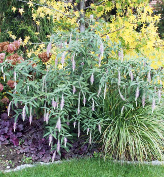 Rostrinucula dependens HAPPY CASCADE 90-100 cm, Cont. 3,5 l