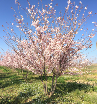 Haarkirsche AUTUMNALIS 180-200 cm, Cont. 7,5 l