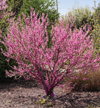 Kanadischer Judasbaum PINK POM POMS 60-70 cm, Cont. 3 l