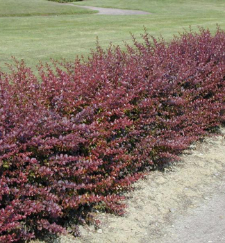 Thunberg-Berberitze ATROPURPUREA 30-40 cm, Cont. 2 l