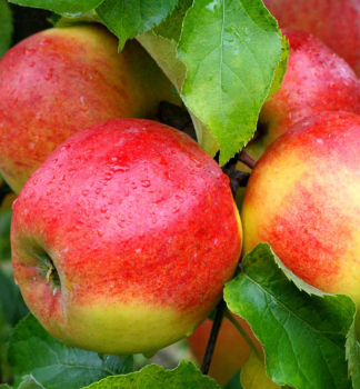 Apfel 'JONAGOLD', Unterlage A2, wurzelnackt