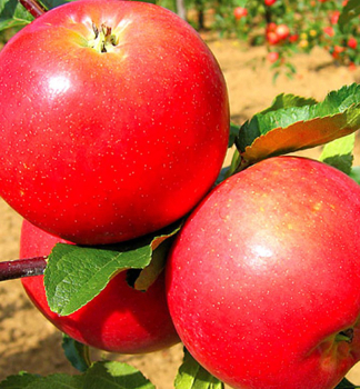 Apfel RUBINOLA Unterlage M9, wurzelnackt